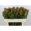 Leucadendron Laurel Yellow