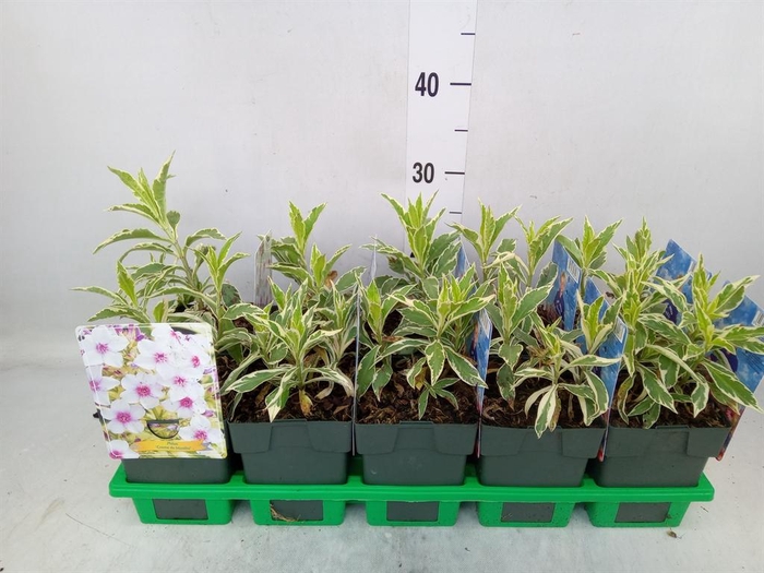 <h4>Phlox panic.   ...</h4>