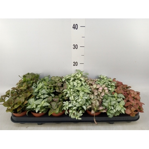 Fittonia   ...mix 7