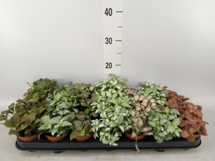 <h4>Fittonia   ...mix 7</h4>