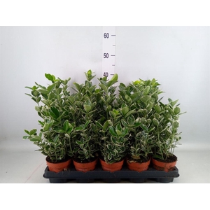 Euonymus fortunei 'Silver Queen'