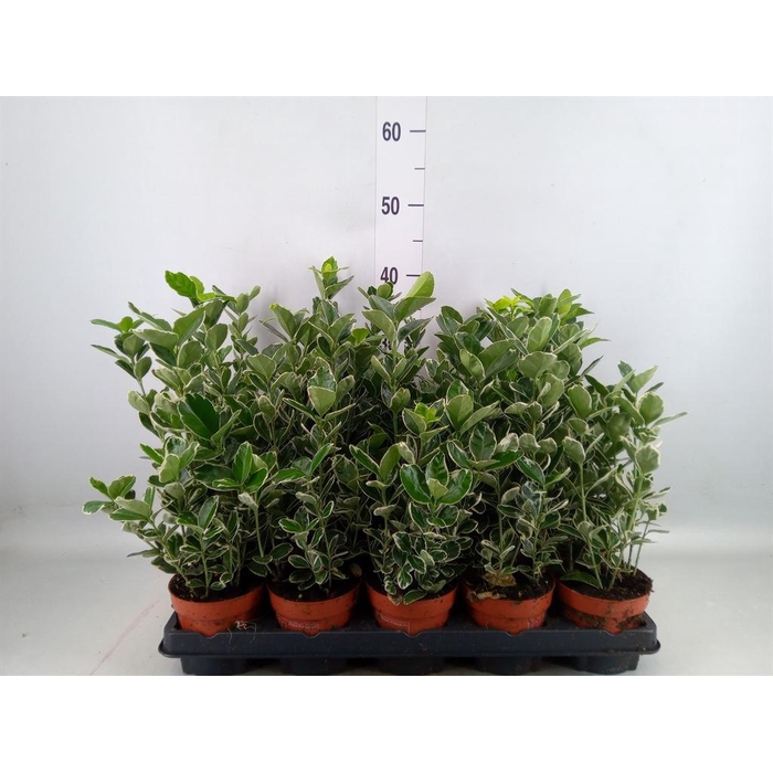 <h4>Euonymus fortunei 'Silver Queen'</h4>