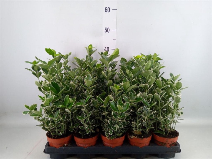 Euonymus fortunei 'Silver Queen'