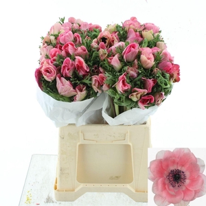 ANEM CO MIS + PINKIE