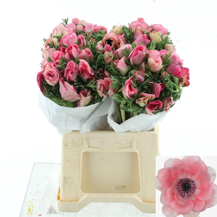 <h4>ANEM CO MIS + PINKIE</h4>