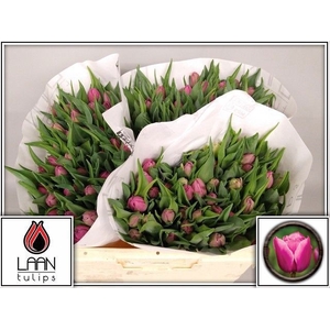 TU DU DOUBLE PRINCES