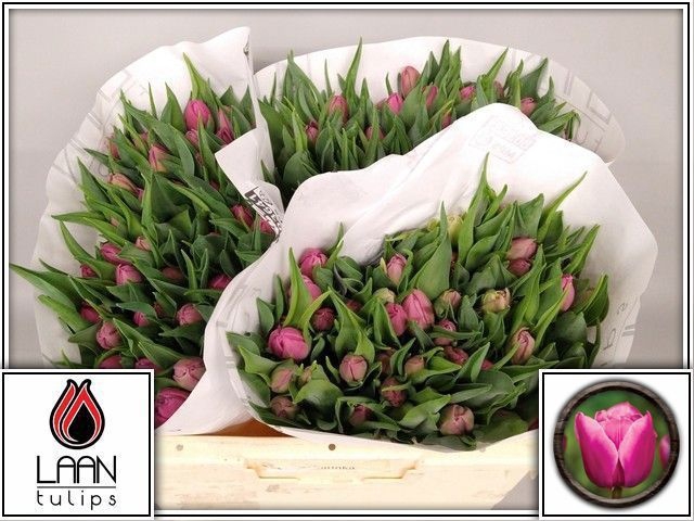 <h4>TU DU DOUBLE PRINCES</h4>