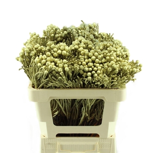 Kaaps Brunia Silver Goud