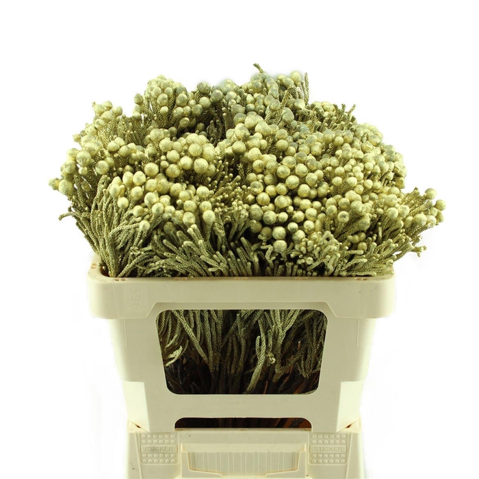 <h4>Kaaps Brunia Silver Goud</h4>