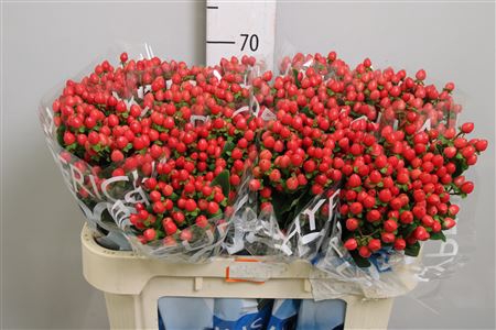 <h4>Hyp Coco Rio</h4>