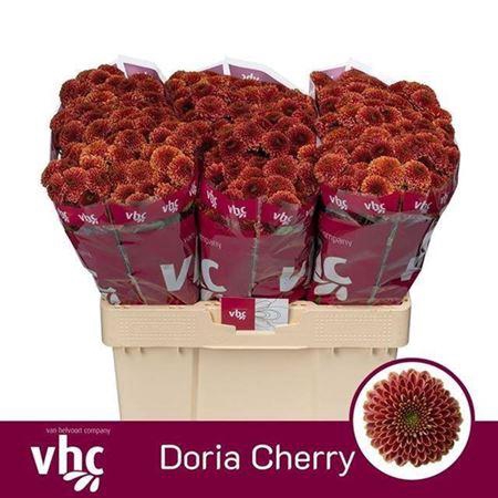<h4>Chr San Aaa Doria Ch</h4>
