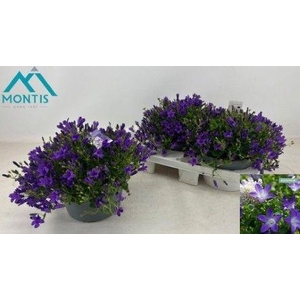 CAMP POR AMBE PURPLE