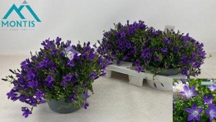 <h4>CAMP POR AMBE PURPLE</h4>