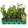 Helenium