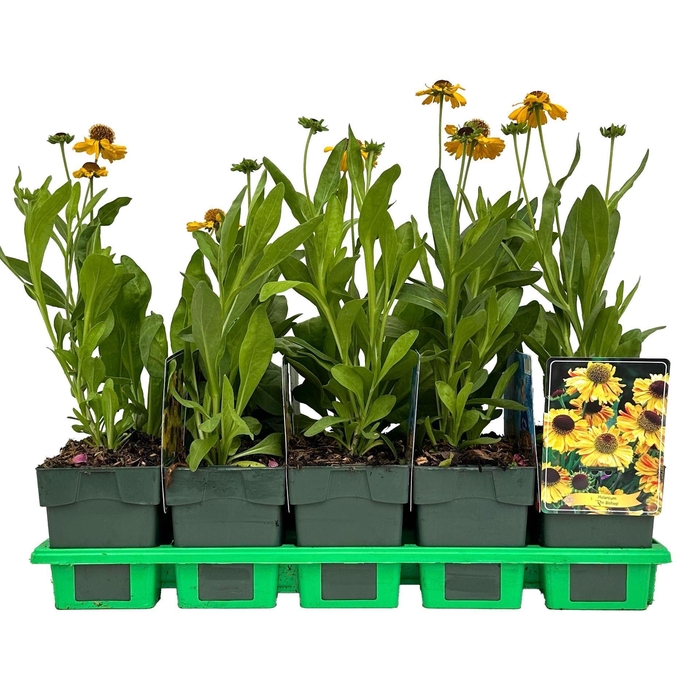 Helenium