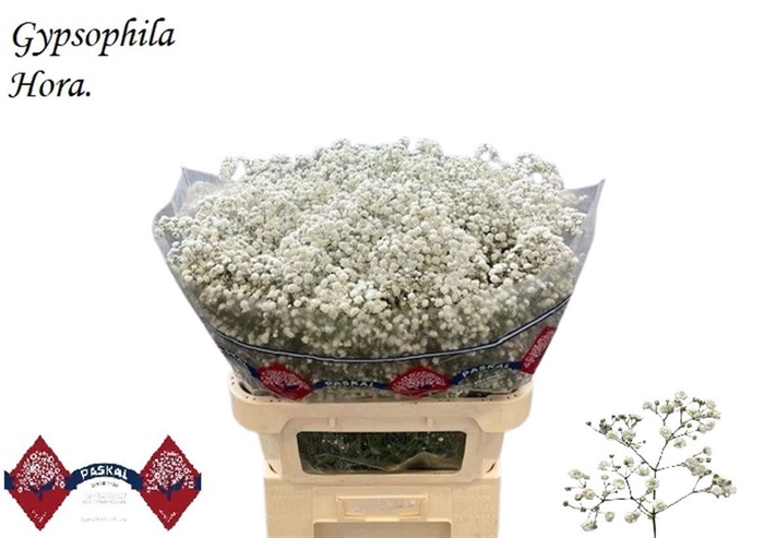 <h4>GYPS PA HORA</h4>