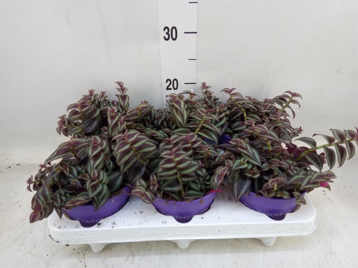 <h4>Tradescantia   ...</h4>