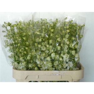 Delph Du Guard White