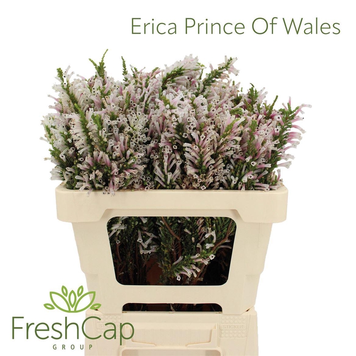 <h4>Erica Prince Of Wales</h4>