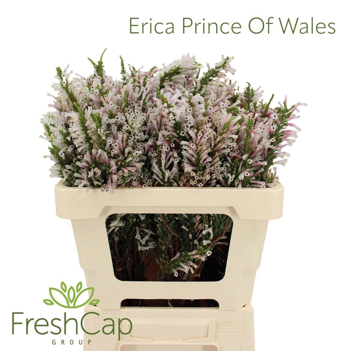 <h4>Erica Prince Of Wales</h4>