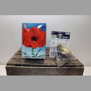 Bulb Hippeastrum Red Lion X1 30/32