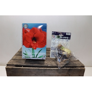 arr8 Bulb Hippeastrum Red Lion X1 30/32