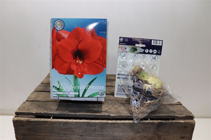 <h4>arr8 Bulb Hippeastrum Red Lion X1 30/32</h4>