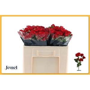 R TR MIRABEL Water