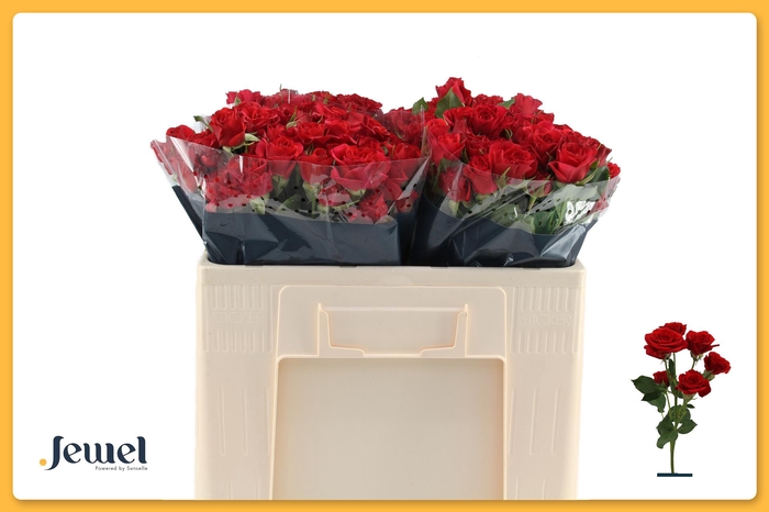 <h4>R TR MIRABEL Water</h4>