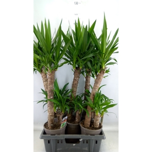Yucca
