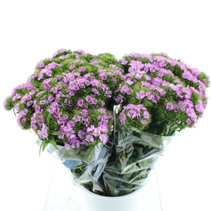 Di Barb Ball Lilac Super