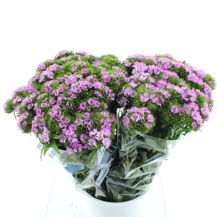 <h4>Di Barb Ball Lilac Super</h4>