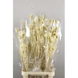 DF Dipsacus Bleached