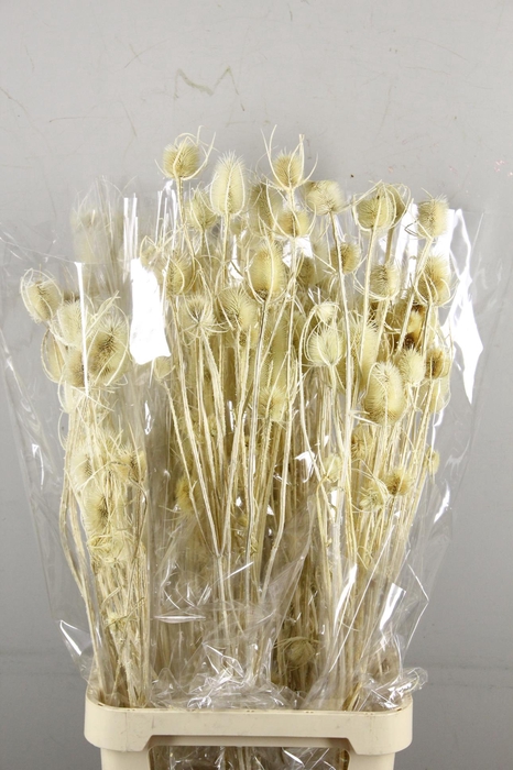 <h4>DF Dipsacus Bleached</h4>