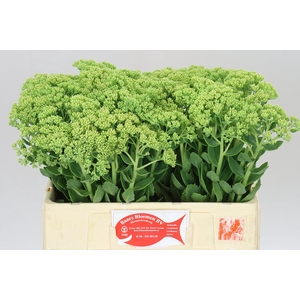 Sedum Spectabile