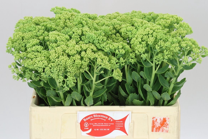 <h4>Sedum Spectabile</h4>