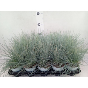 Festuca glauca 'Compacta Blue'