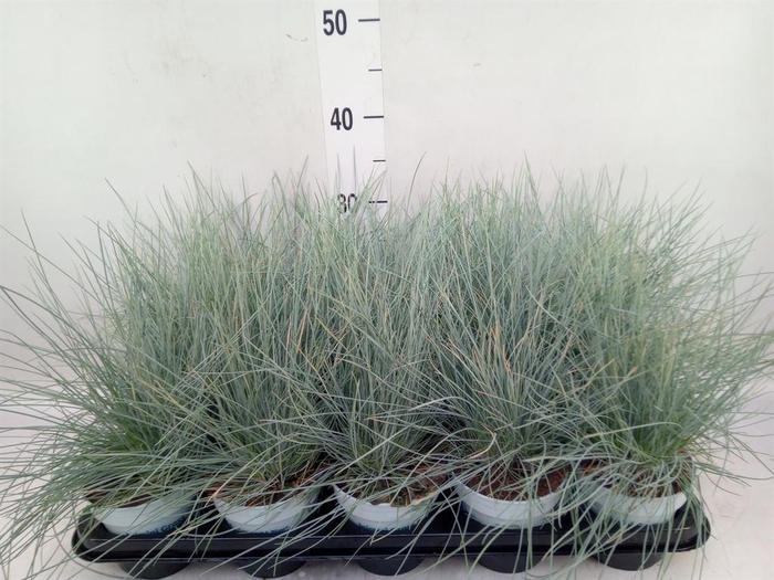 <h4>Festuca glauca 'Compacta Blue'</h4>