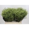 Limonium China Lemon