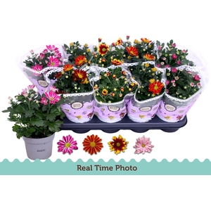 CHRYS GEM 2 KL BLOEM