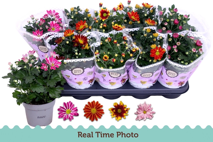 <h4>CHRYS GEM 2 KL BLOEM</h4>