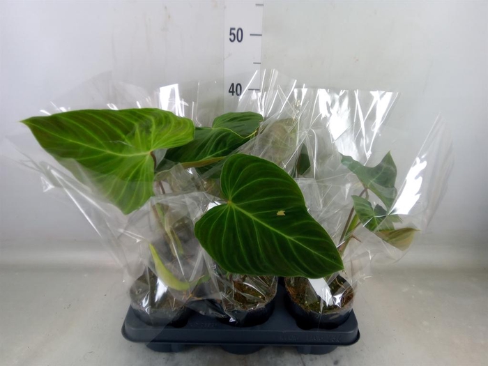 <h4>Philodendron   ...</h4>