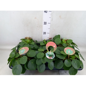 Pilea peperomioides