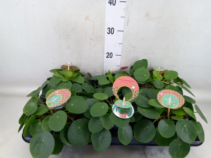 <h4>Pilea peperomioides</h4>