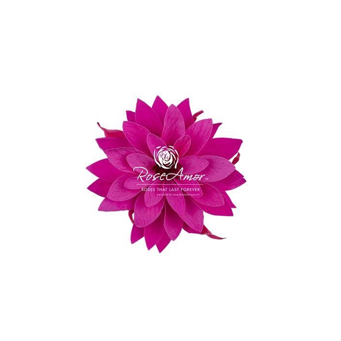 <h4>Dalia Pin07</h4>