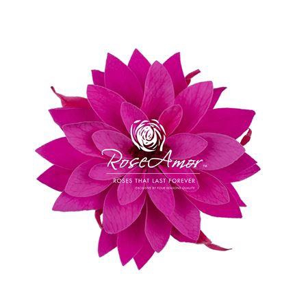 Dalia Pin07