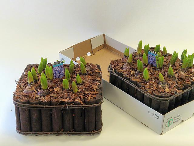 <h4>ARR HYACINTH</h4>