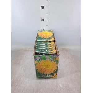 Dahlia   ...flowerbulbs