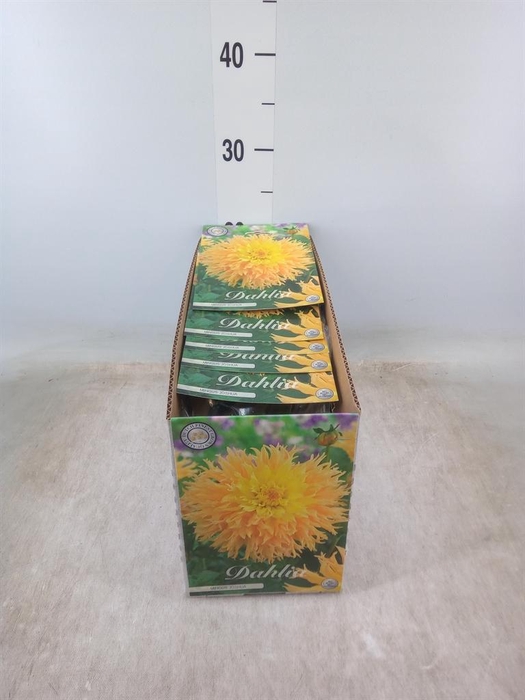 <h4>Dahlia   ...flowerbulbs</h4>