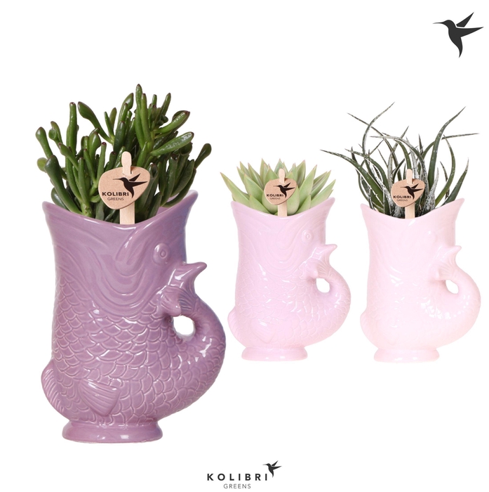 <h4>Kolibri Greens Succulenten mix in Fish pot lila mix</h4>